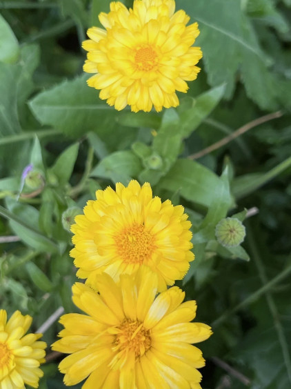 Calendula English Pot Marigold Seed Mix – Non-GMO / Heirloom – Free Shipping