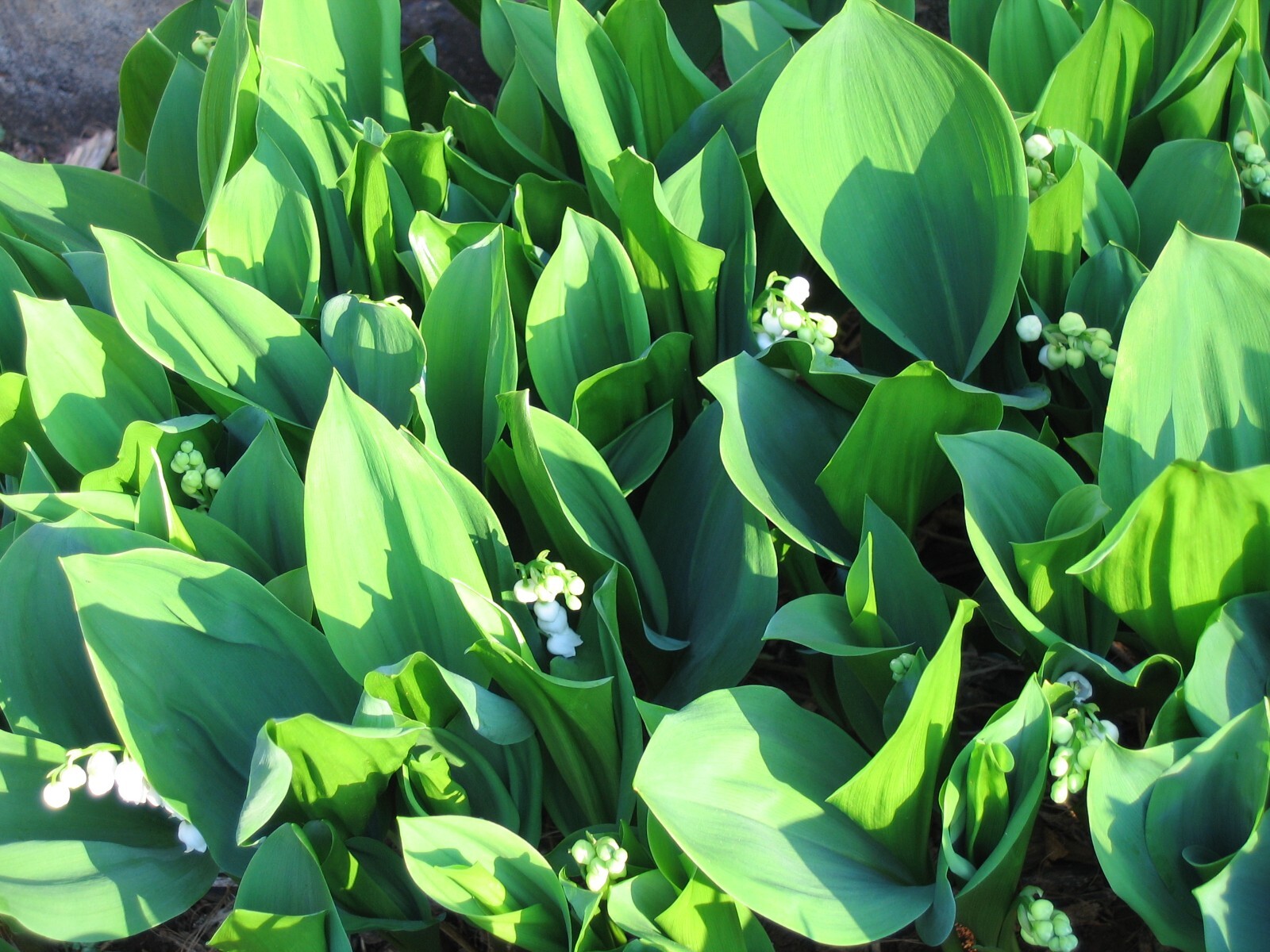 5 Rhizomes (Pips) Lily of The Valley, Convallaria Majalis, May Bells Mary’s Tear