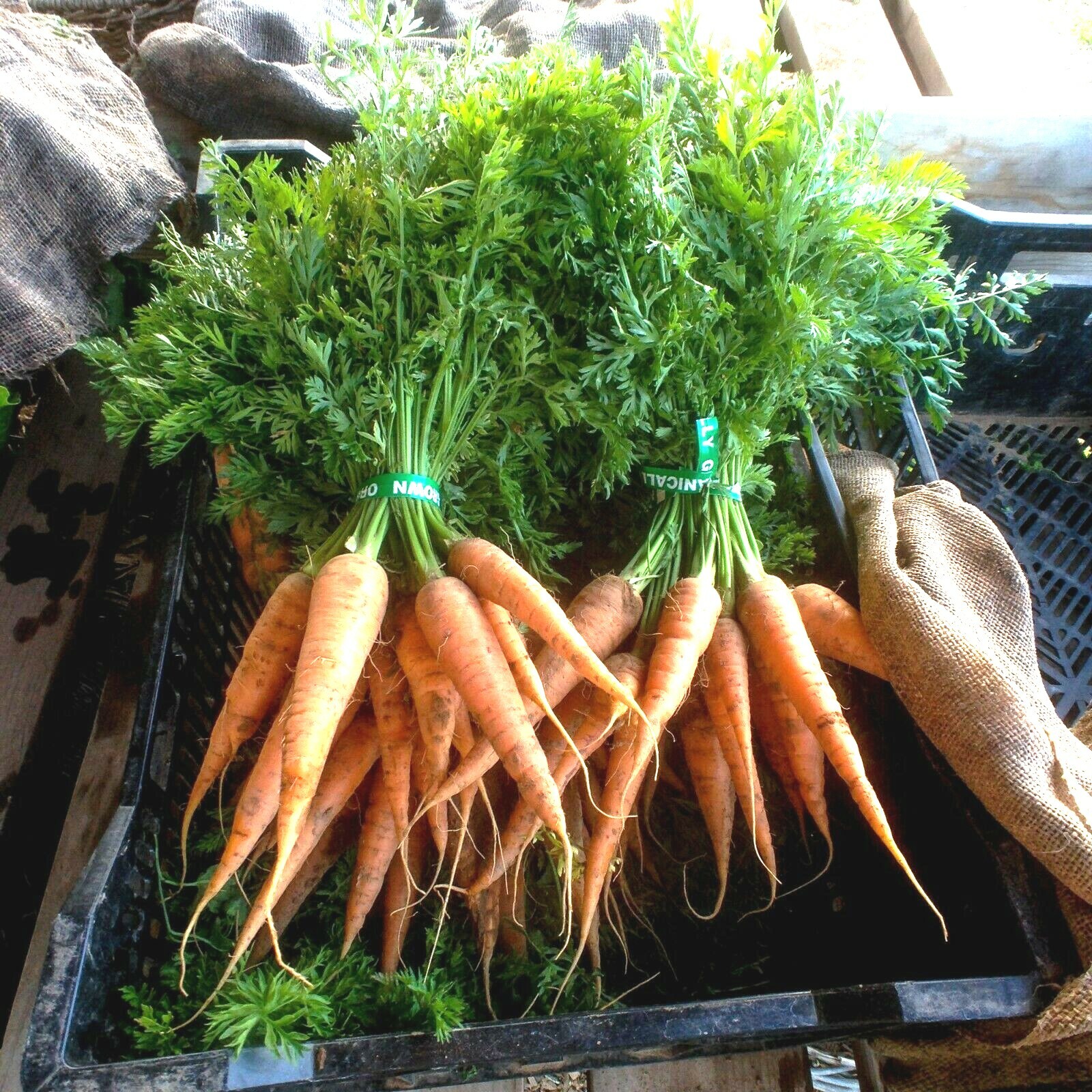 401+DANVERS CARROT Seeds Organic Heirloom Vegetable Garden Container Heavy Soils