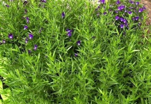 1000+Tarragon Seeds Russian Tarragon Dragon Wort Perennial Garden Herb USA