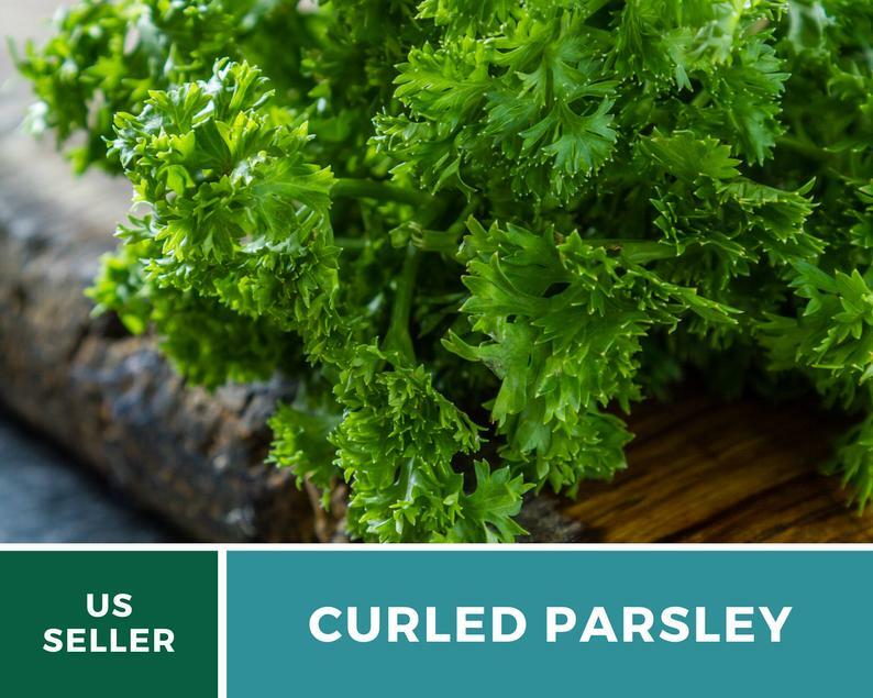 Parsley, Triple Curled- 200 Seeds – GMO Free (Petroselinum crispum)