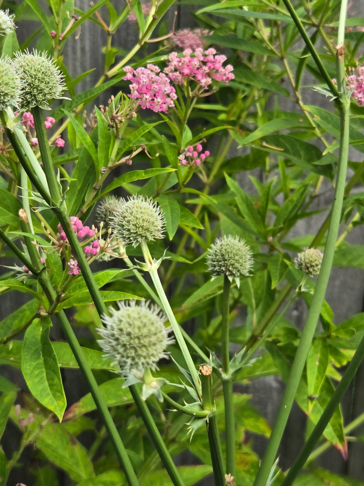 1 gram+ Eryngium yuccifolium Seeds/Rattlesnake Master/Native Eastern/Midwest US