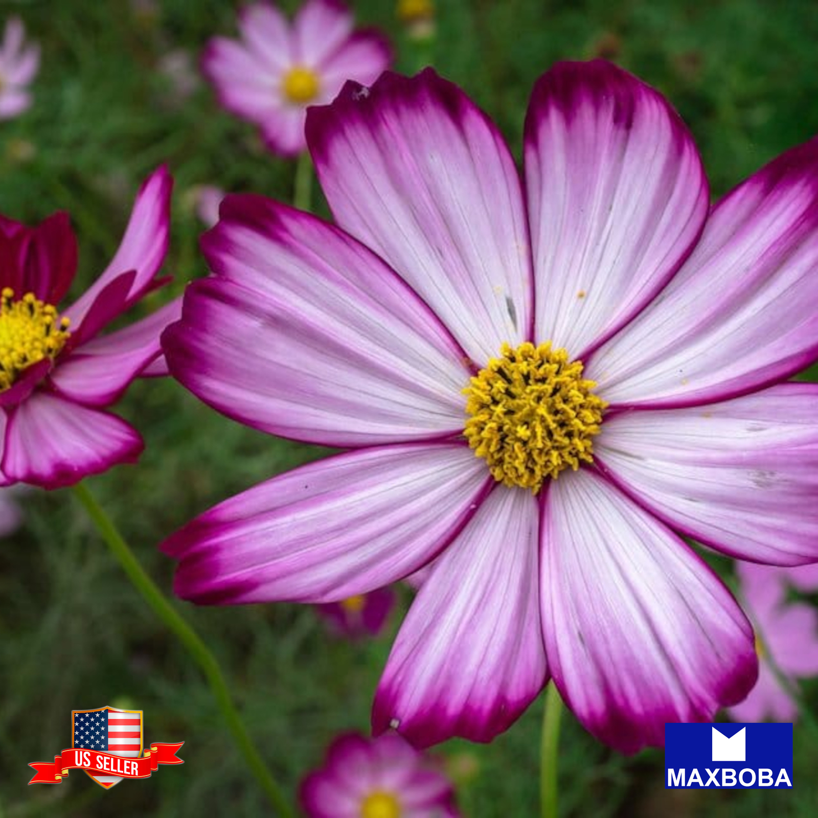 Cosmos Seeds Candystripe Non-GMO Heirloom