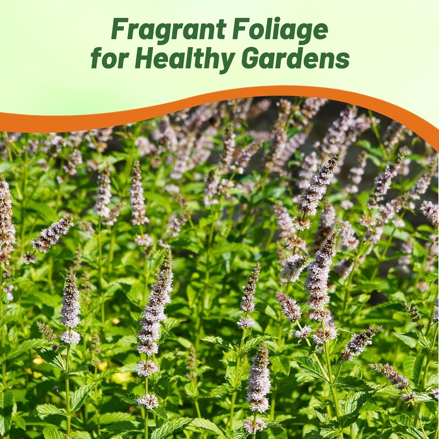 10000 Seeds Spearmint Seeds – Mentha Spicata Spearmint Herb Seed