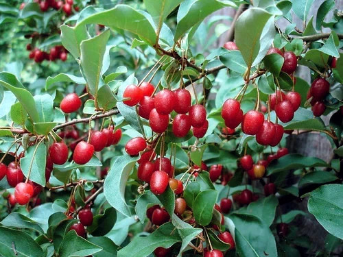 Goumi Berry Tree Seeds Elaeagnus multiflora Rare Hardy Cherry Silverberry Fruit