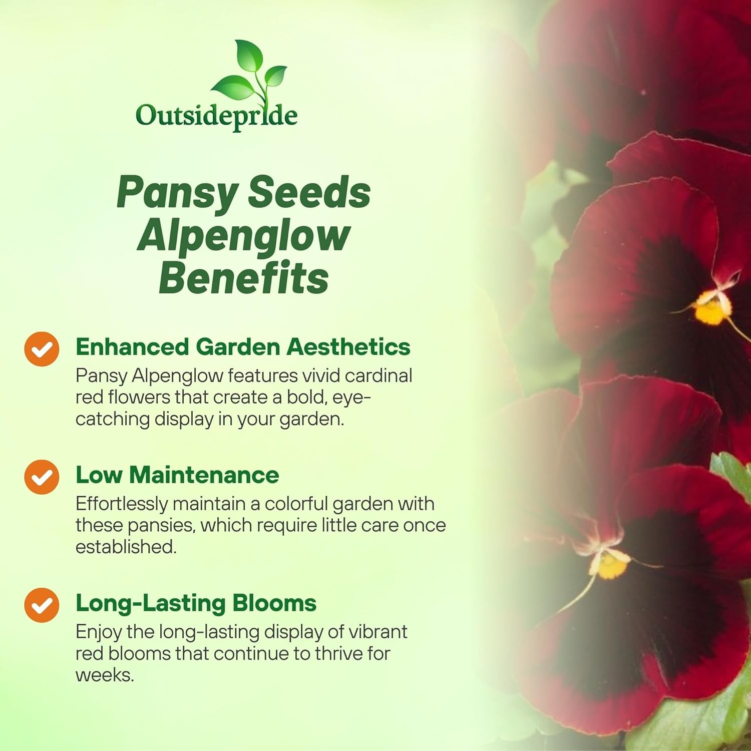 2000 Seeds Pansy Seeds – Swiss Giant Pansy Flower Seed