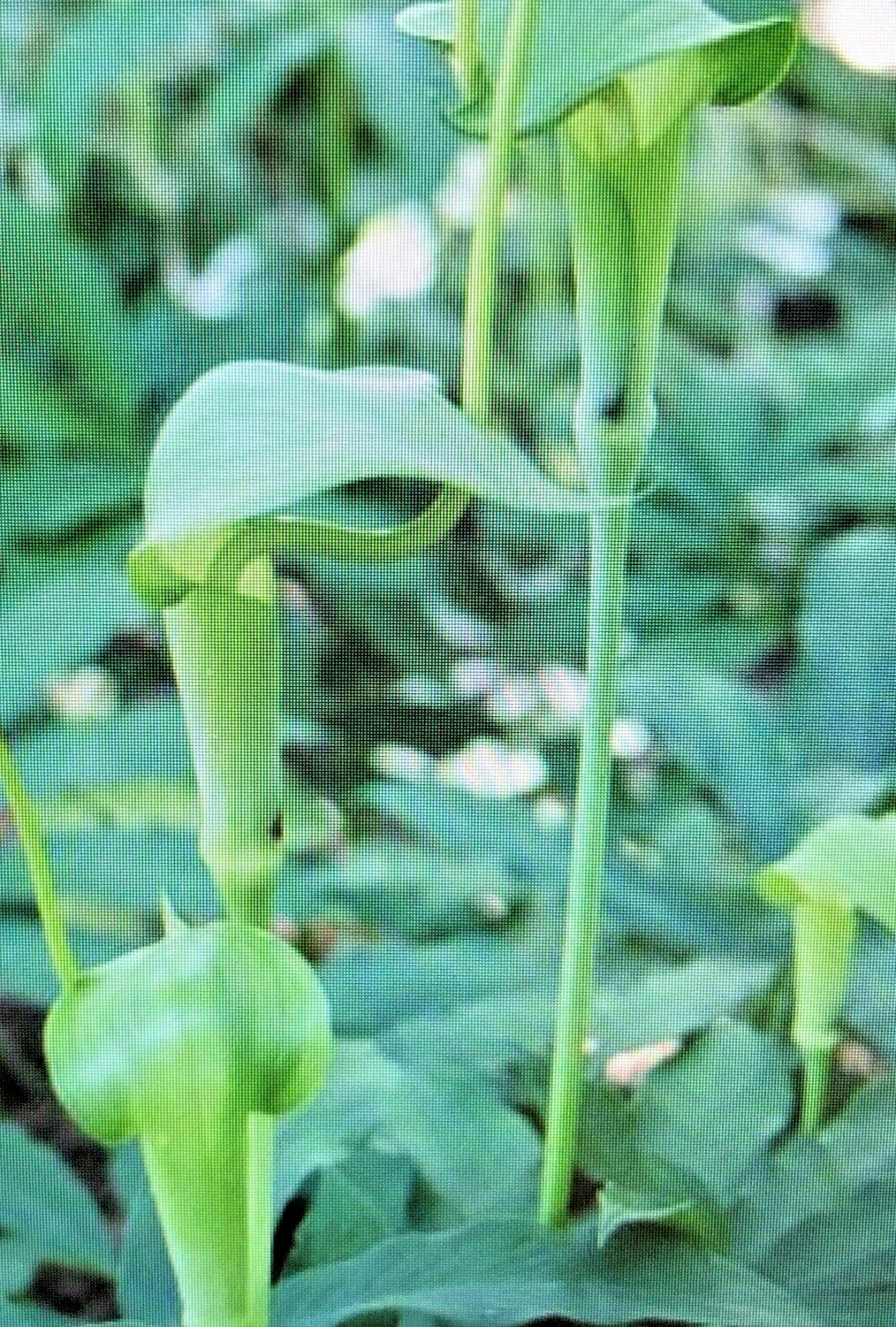 25 ARISAEMA HETEROPHYLLUM Seeds -Dancing Crane Cobra Lily
