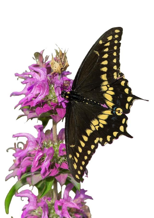 Lemon Mint Seeds Organic Non GMO Free Shipping!