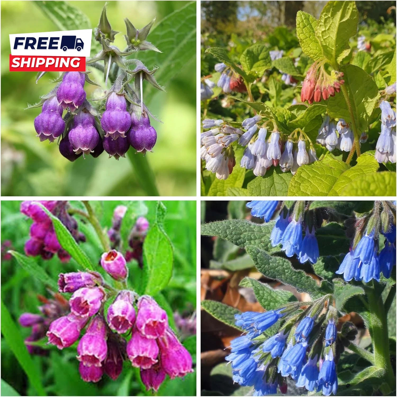 80 Symphytum Officinale Comfrey Seeds Non-Gmo Heirloom Fresh Garden Seeds