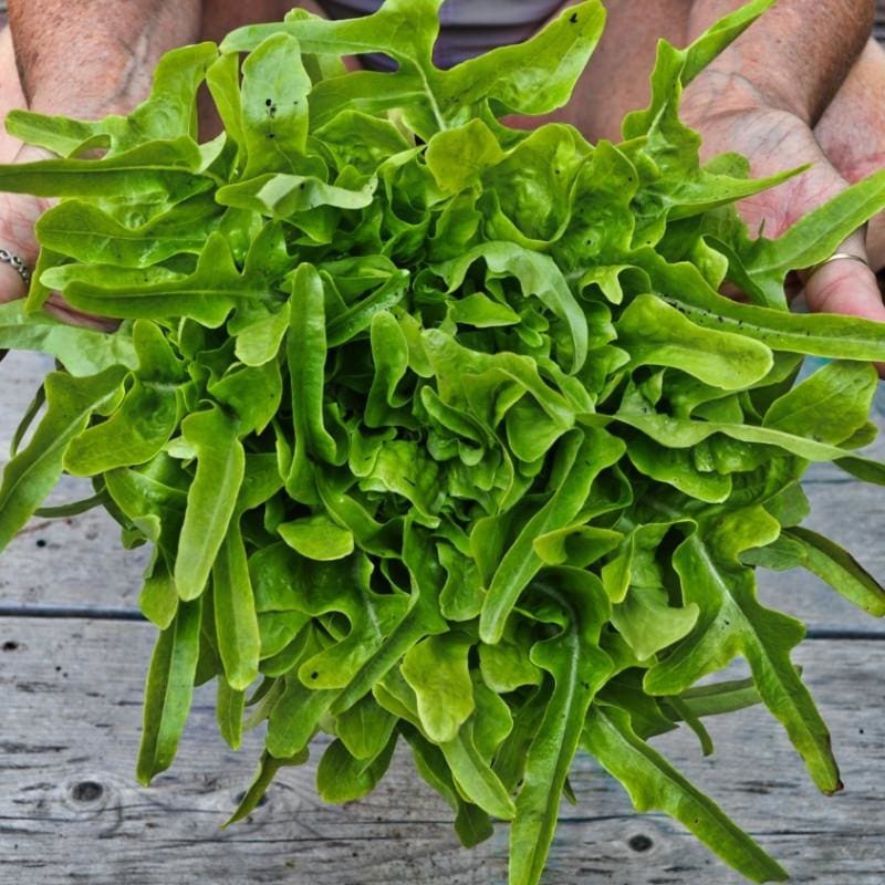 2g Fresh | NON-GMO | Oakleaf Leaf Premium Lettuce Seeds-B 41