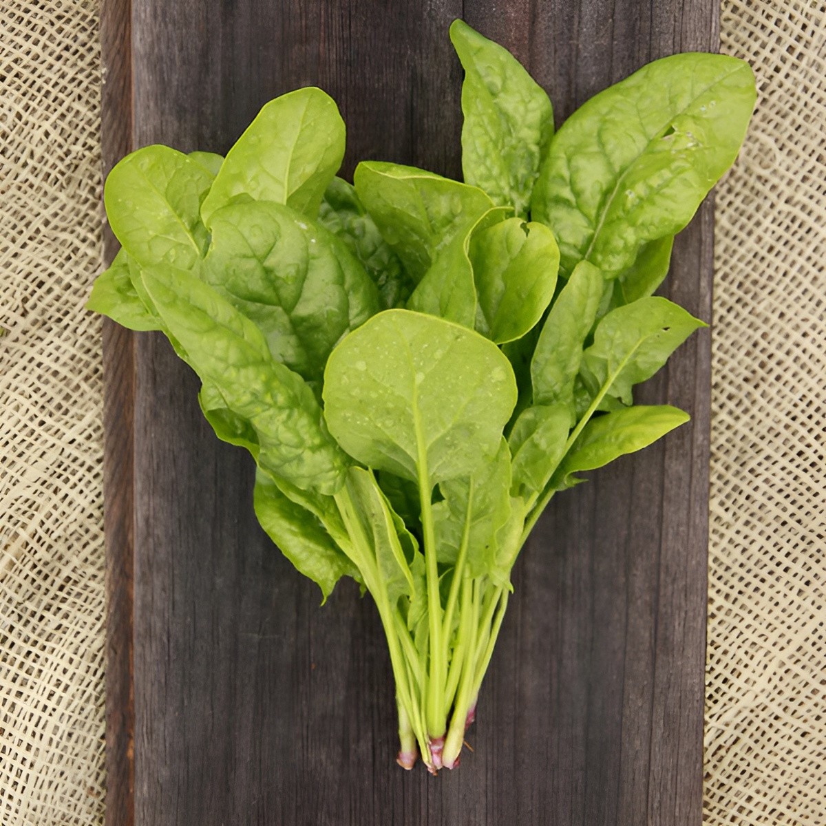 400 Heirloom Bloomsdal Spinach Seeds Fast Growing Non-GMO Winter Garden Classic