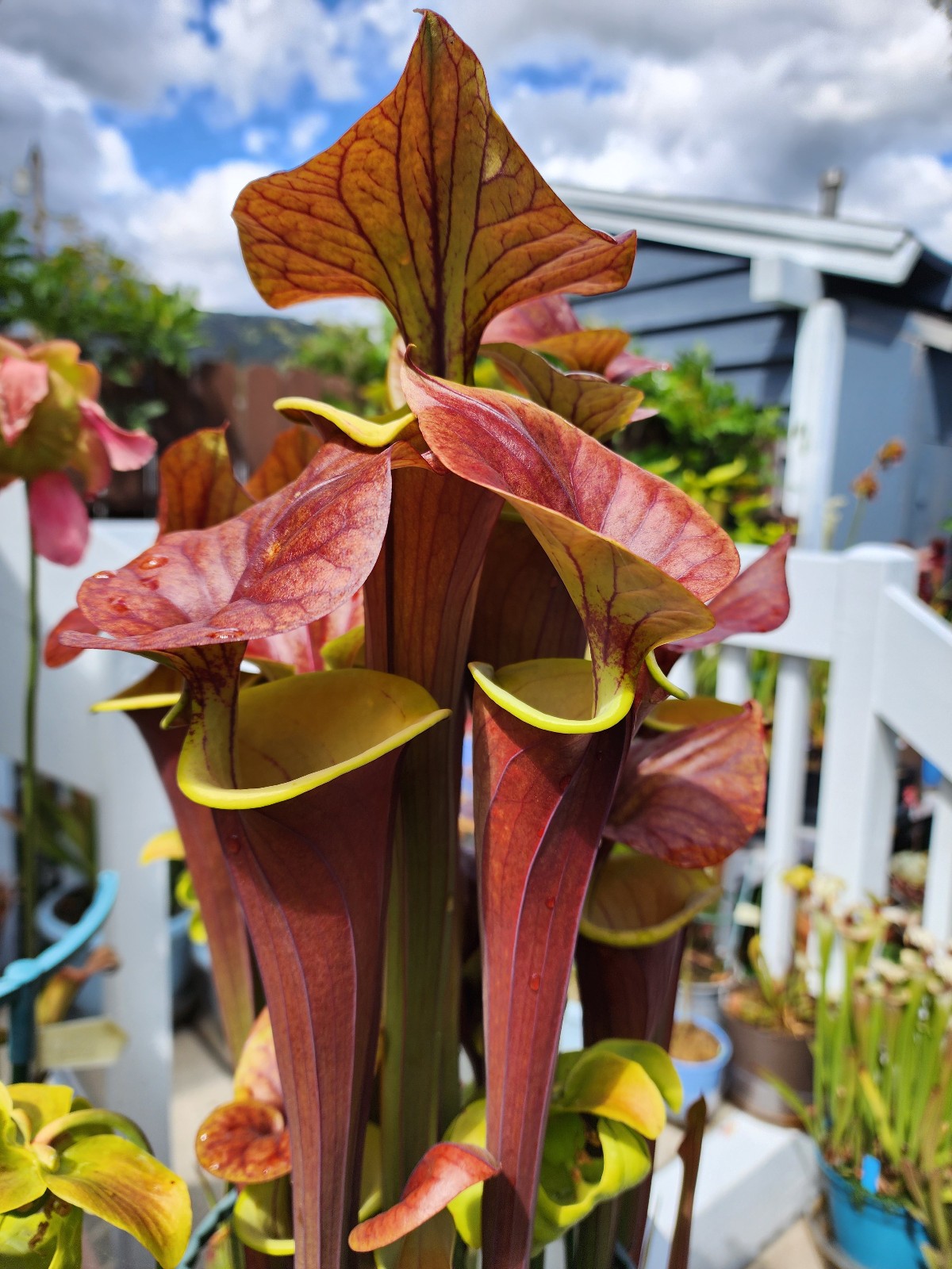 2025 SARRACENIA SEEDS: FLAVA RUGELII CLONE A X FLAVA WACCAMAW [CP SEED]