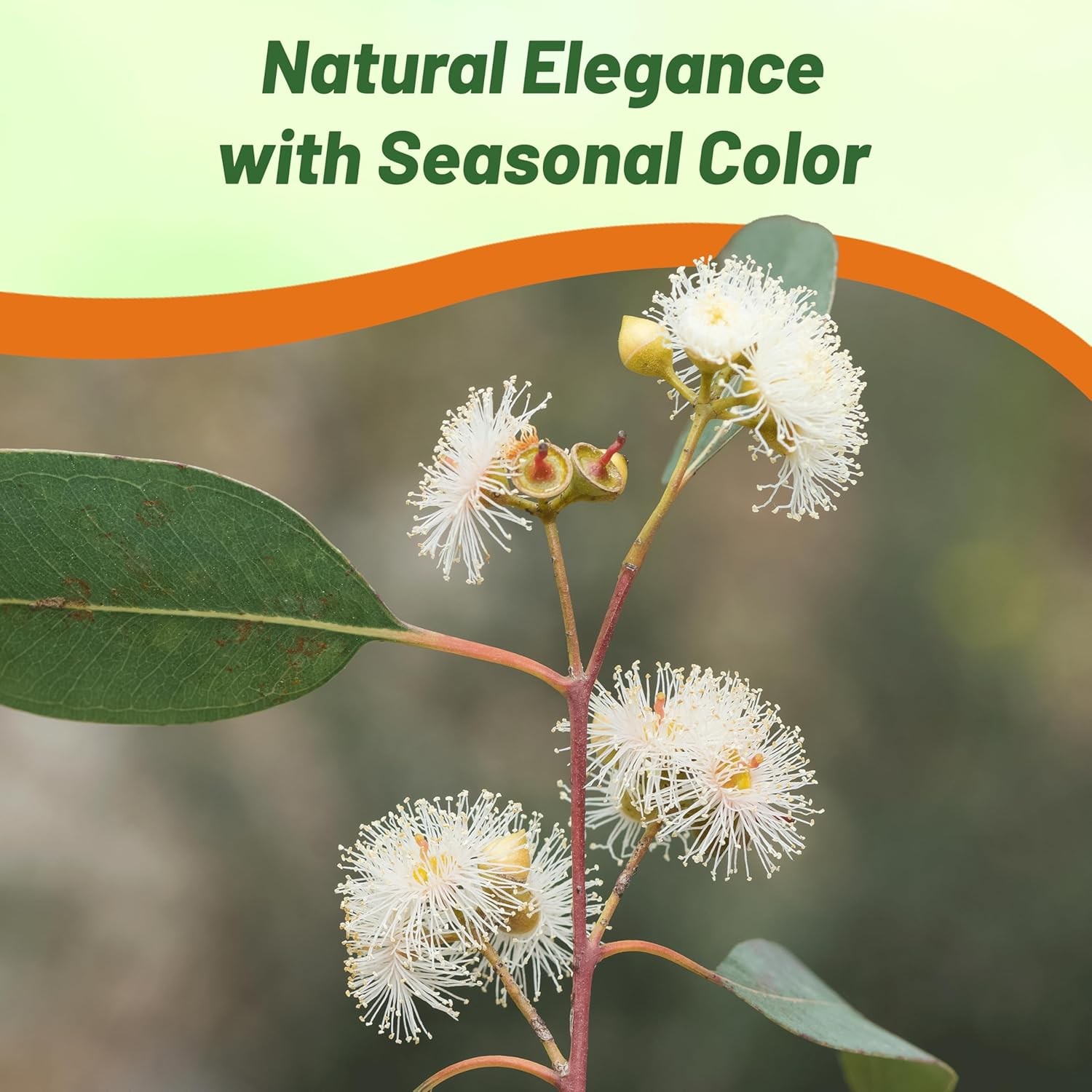 50 Seeds Drought Tolerant Eucalyptus Citriodora Lemon Bush Garden Plant Seed