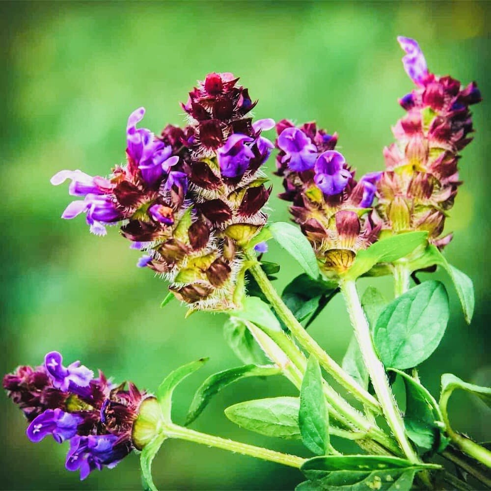 200 Allheal Seeds – Prunella vulgaris – Medicinal Herb Seeds – Heal All
