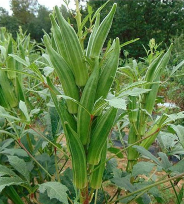 Okra HEAVY HITTER + RED BURGUNDYHeirloom 2 Pack High Yield Garden Combo 60 Seeds