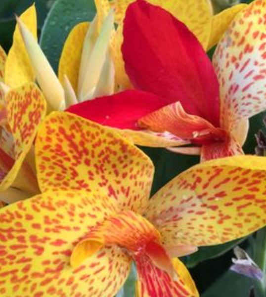 12 Canna Rooted Rhizomes bulbs Variety Pack Red Yellow Mixed Lily Lilies Lot
