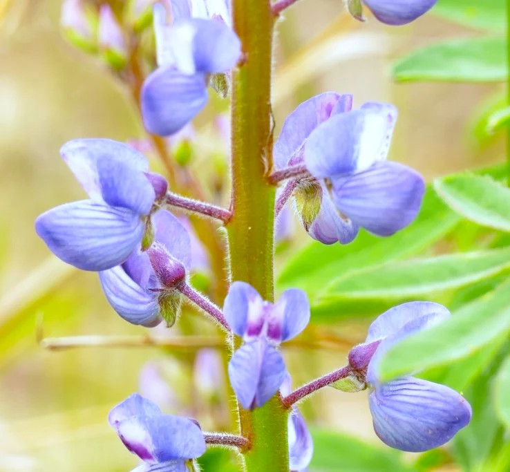 Blue Bonnet Perennial Lupine Seeds | Sundial Lupin Bluebonnet Flower Seed 2025