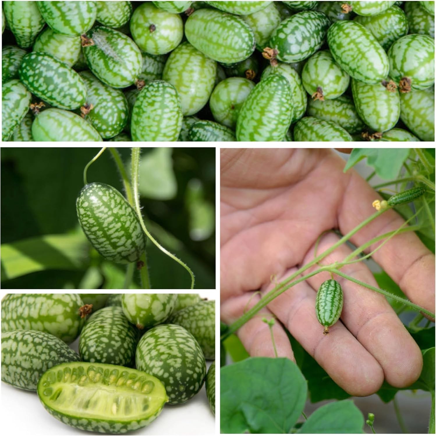 Heirloom Cucamelon Seeds for Indoor/Outdoor Gardening – Non-GMO & Untreated