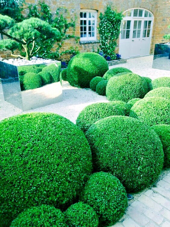 Common English Boxwood Tree Seeds (Buxus sempervirens) Hardy Landscaping Shrub