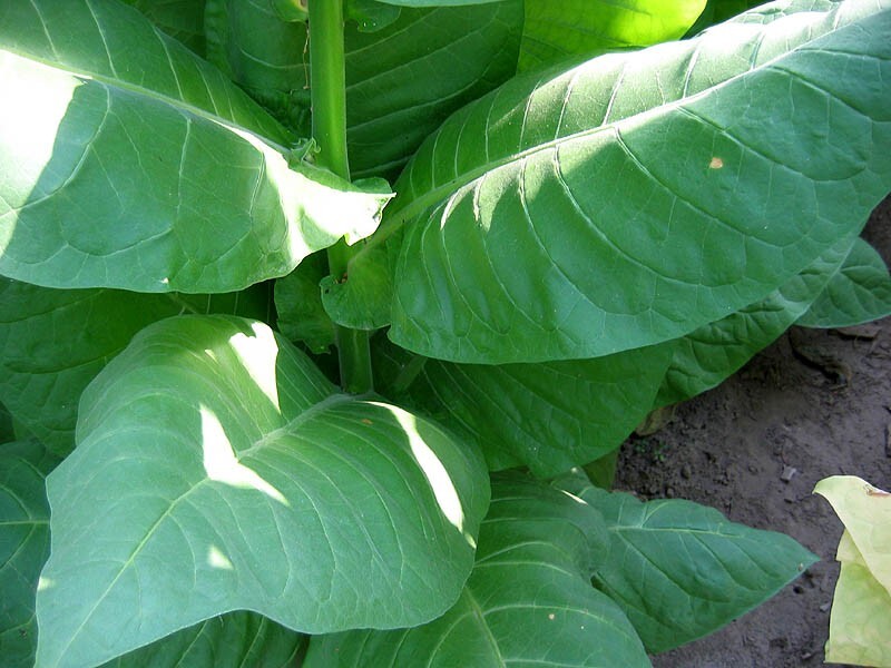 1000 NB 11 Tobacco Seeds ~ Burley Type Heirloom Non-GMO Nicotiana Tabacum