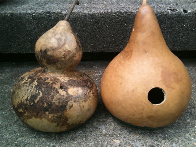 Birdhouse Bottle Gourd, Lagenaria siceraria, Seeds
