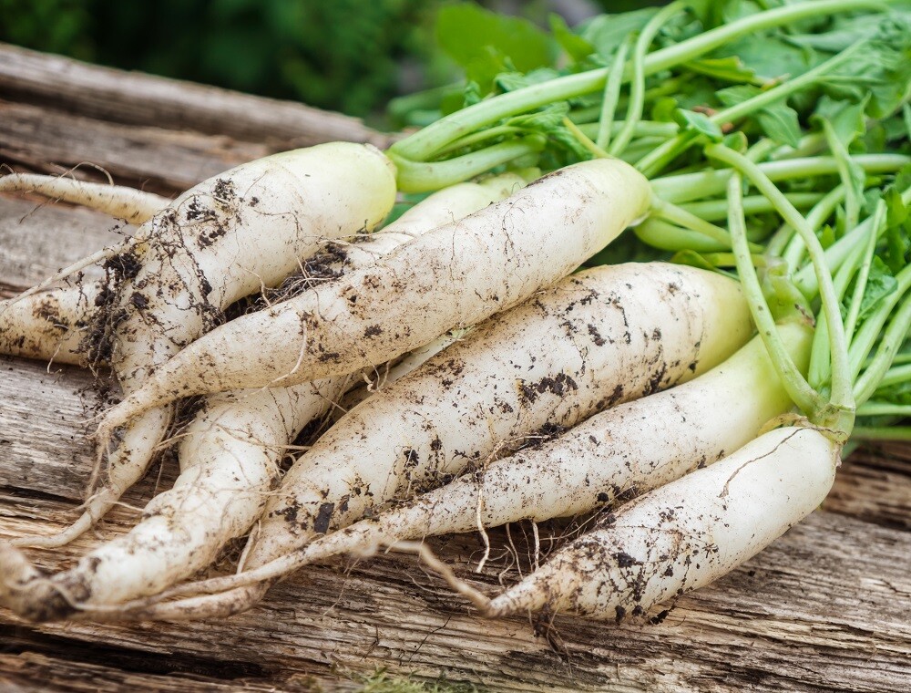 Radish Seeds – Fast Growing Heirloom Non GMO, Free Shipping, White Icicle