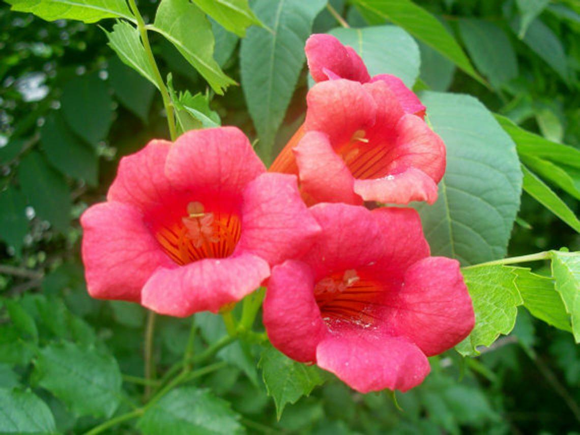 20 SEEDS ORANGE TRUMPET VINE