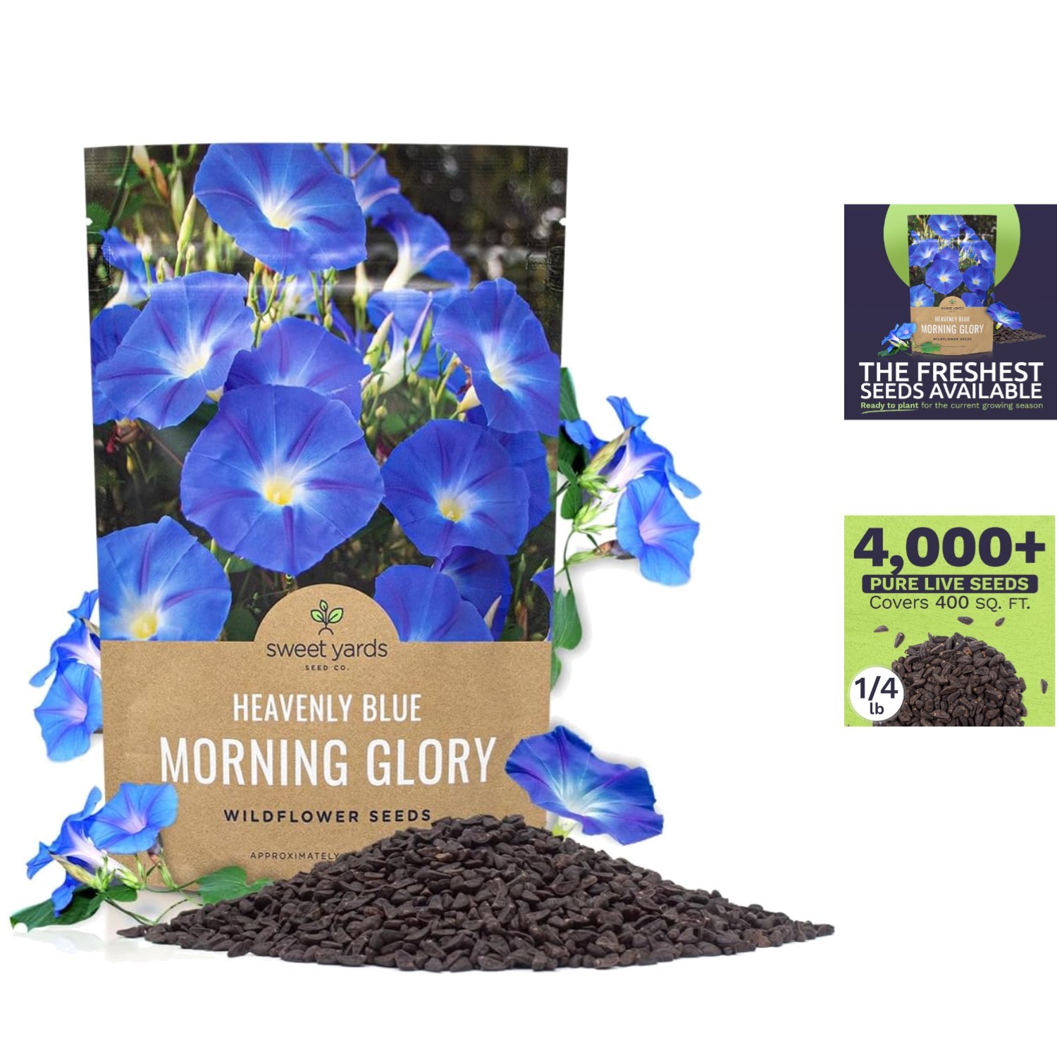 1/4 Pound Heavenly Blue Morning Glory Seeds – Grow 5-Inch Blooms All Summer!