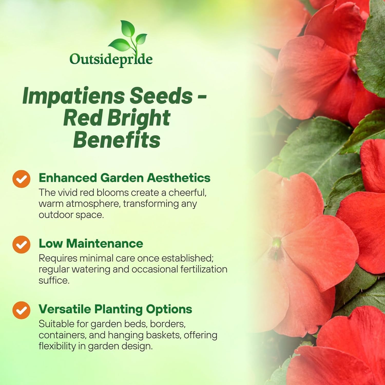 150 Seeds Bright Red Impatiens Container Plant Flower Seeds
