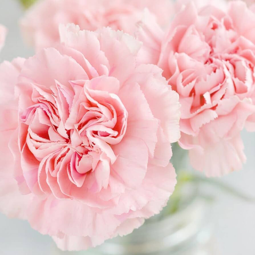 La France Carnation Seeds | Heirloom / Non-GMO | Free Shipping | 1252