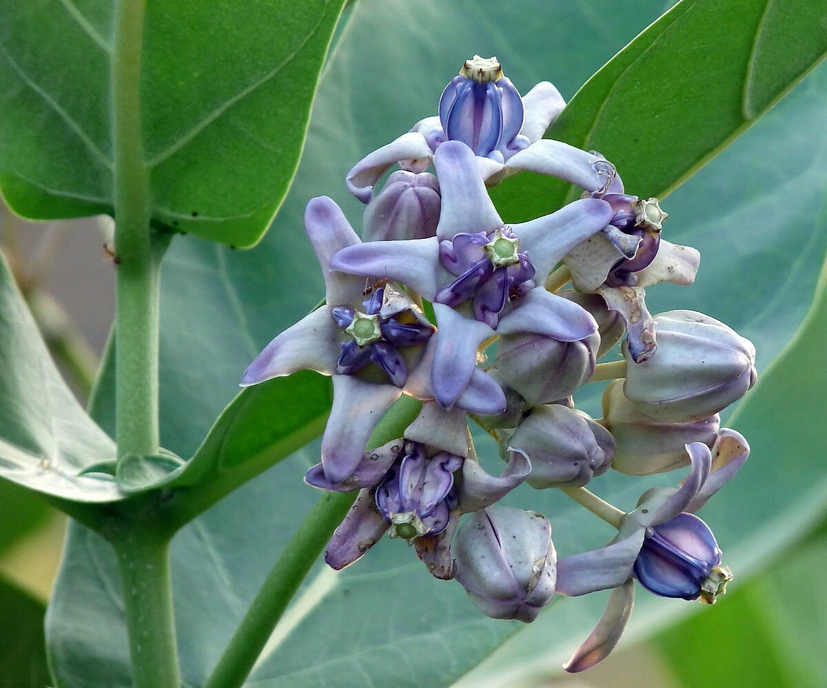 Calotropis gigantea Blue | Giant Milkweed | Crown Flower | 20_Seeds