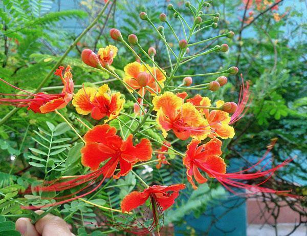 Caesalpinia pulcherrima | Red Mexican Bird of Paradise | 20 Seeds