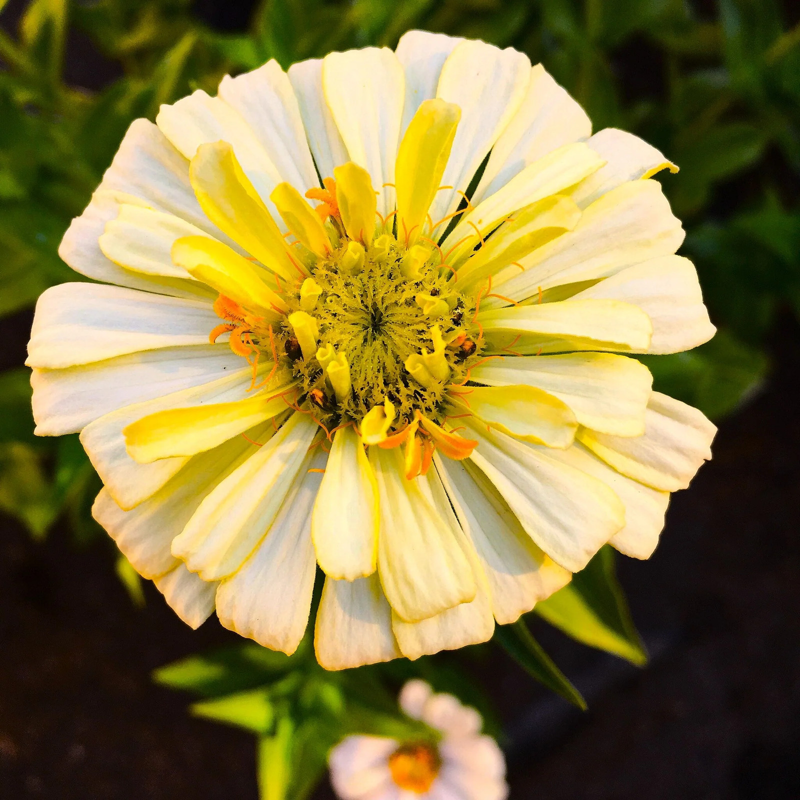 Isabellina Baby Yellow Zinnia Seeds – For 2025 Planting Lemon Queen Bright Sunny