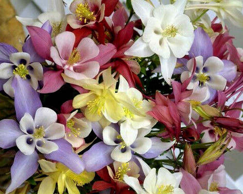 COLUMBINE MIX, 202+ SEEDS, ALL KINDS AND COLORS, AQUILEGIA, NICE SHADE FLOWERS