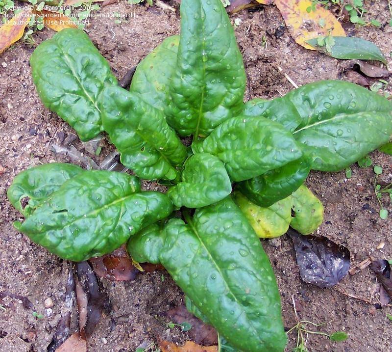 SPINACH SEED, BLOOMSDALE LONG STANDING, HEIRLOOM, NON GMO, 500 SEEDS,
