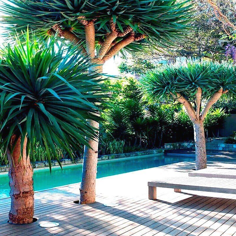 10 Dragon’s Blood Tree Seeds (Dracaena draco) Exotic Canary Island Palm Bonsai