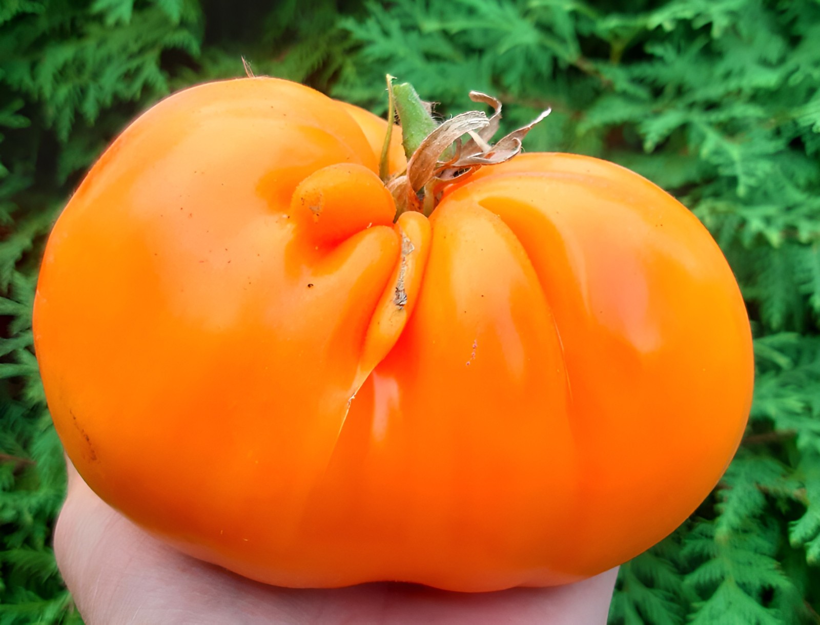 100 Heirloom Persimmon Tomato Seeds – Large 1-2lb Indeterminate Orange Beefsteak
