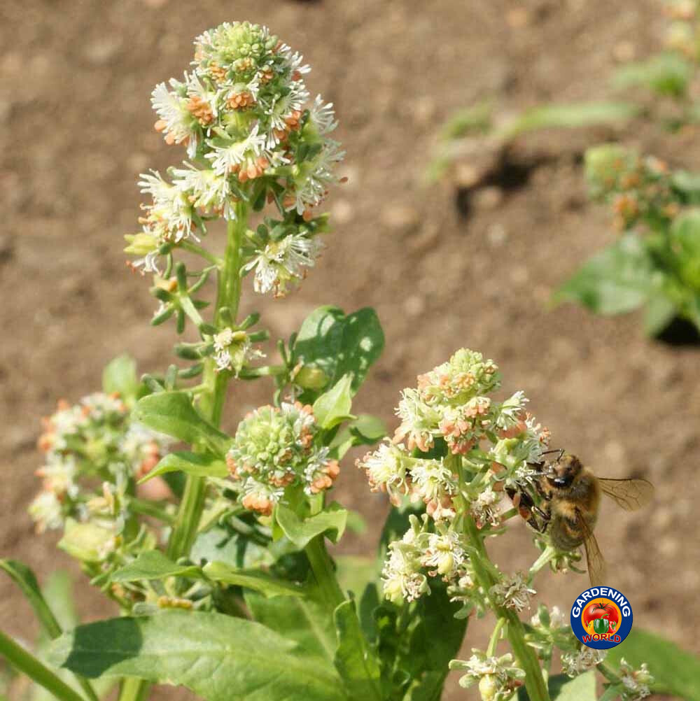 1oz Sweet White Mignonette Reseda odorata FRAGRANT Flower Seeds ( 25,000 Seeds)