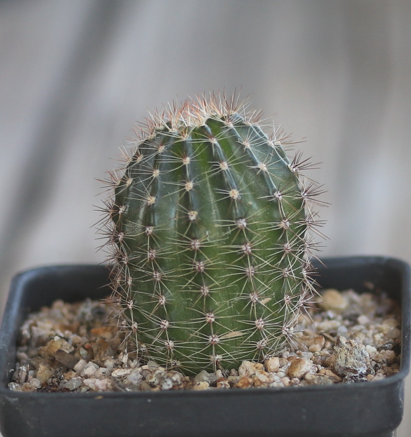 Echinopsis hybrid ‘Sierra Skyline’