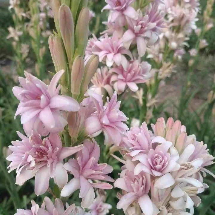 3 New! Large Double Pink Mexican Tuberose Polianthes Lily Fragrant