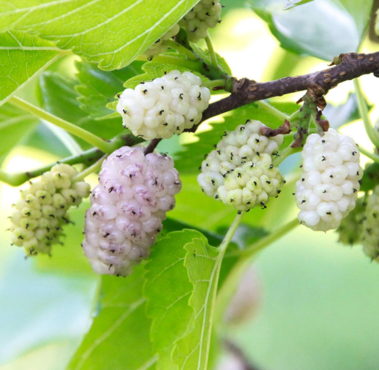 White Mulberry Seeds – Morus alba – 25/100/400 Non-GMO Seeds – Sweet Edible Frui