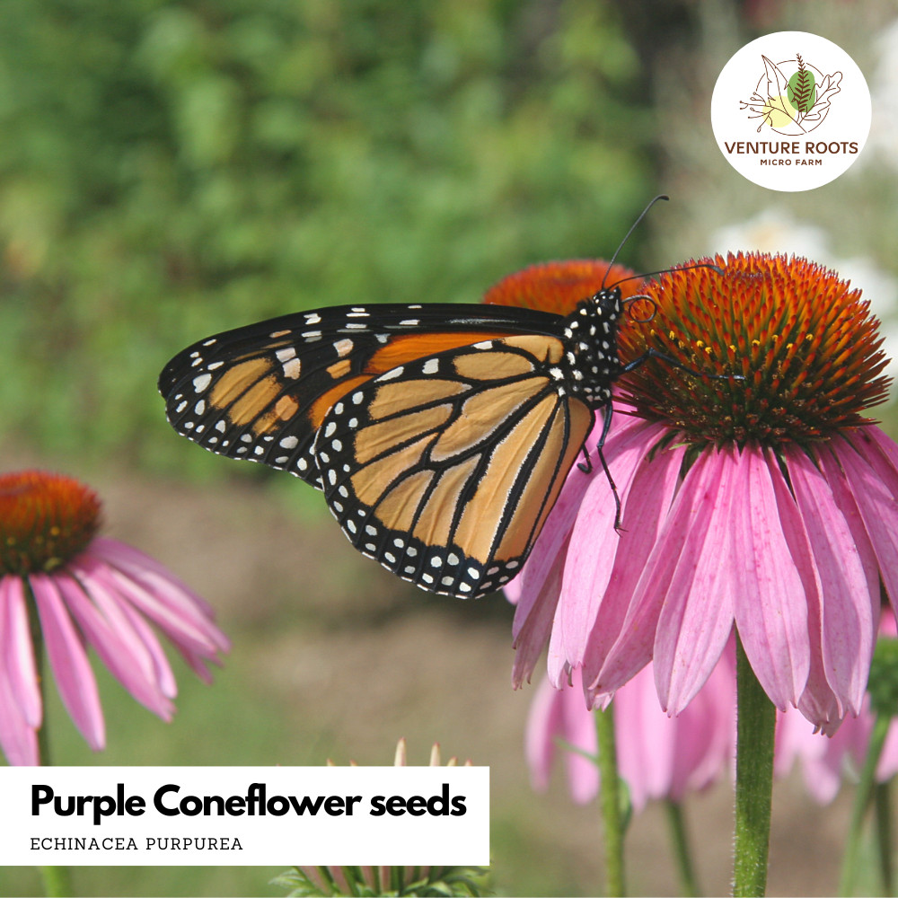 Medicinal Flower 5 Variety Seed Bundle|