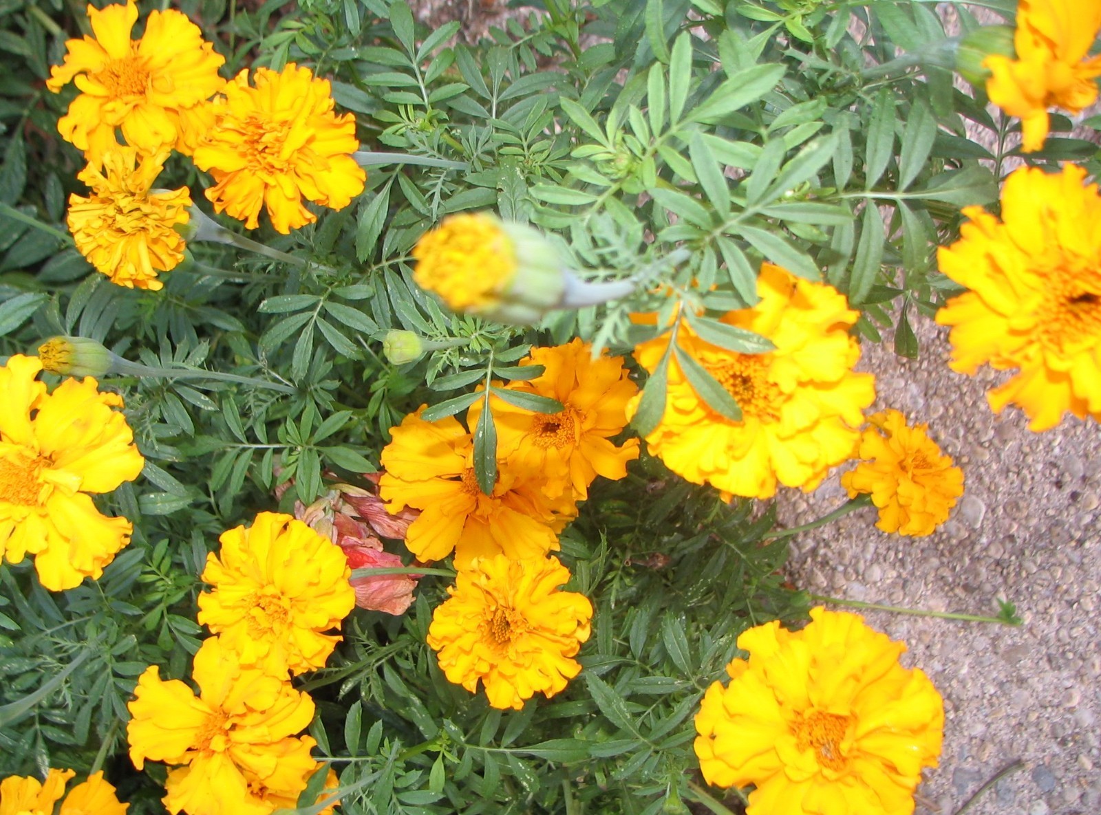 MARIGOLD SEEDS, 250, LOVELY ORANGE FLOWERS, VERY EASY TO GROW, ORGANIC FREE SHIP