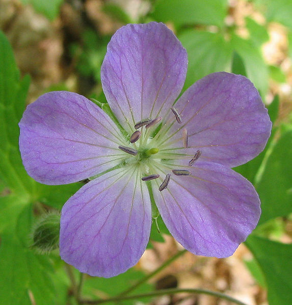 5 Wild Geranium Cranesbill BULB ROOTS PREMIUM NATIVE WOODLAND WILDFLOWERS BR