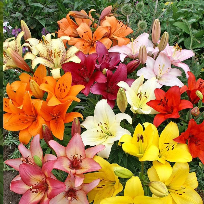 Complete Flower Bulb Garden – 75 Bulbs for 50 Days of Continuous Blooms (Summer