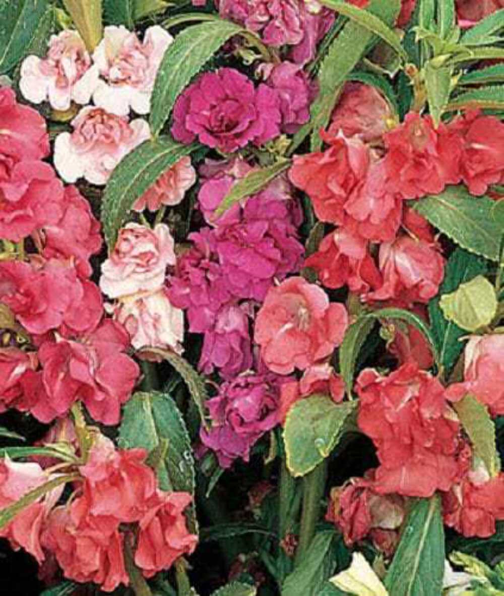 100 IMPATIENS Balsamina (Balsam / Lady Slipper / Touch Me Not) Flower Seeds