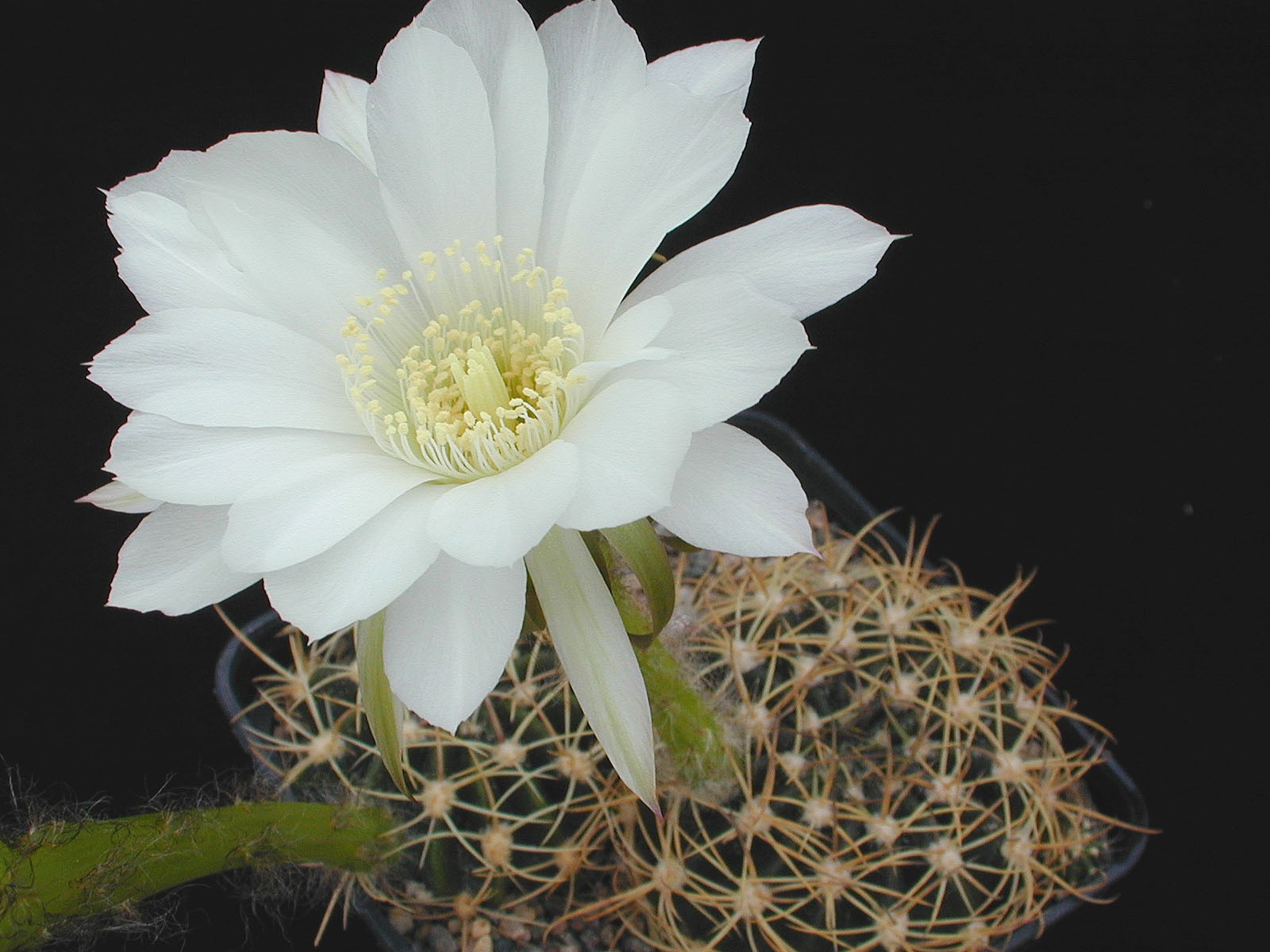Echinopsis Ancistrophora aka Easter Lily Cactus 8 Seeds Free Shipping!