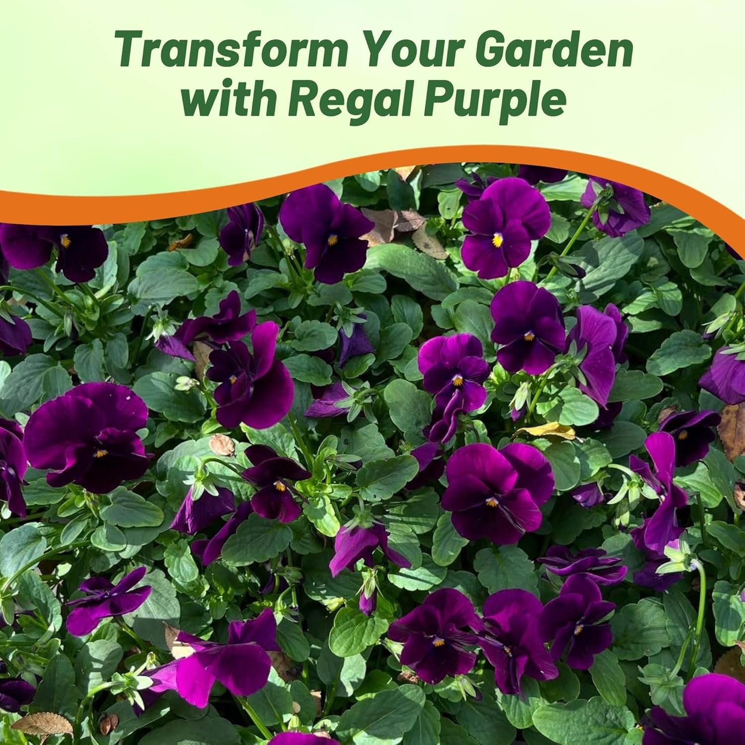 2000 Seeds Swiss Giant Pansy Flower Seeds – Growing Pansies From Seeds