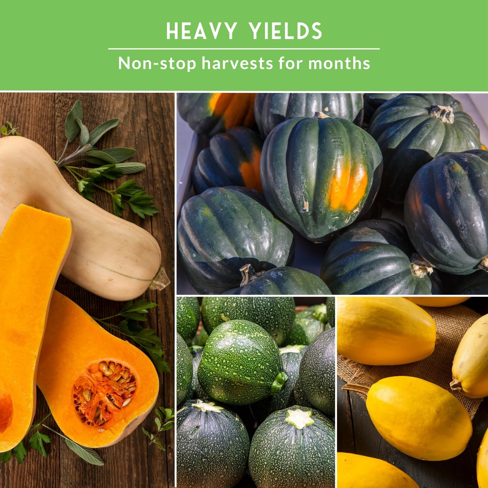 Heirloom Squash Seeds Variety Pack 5 NonGMO Summer & Winter Types