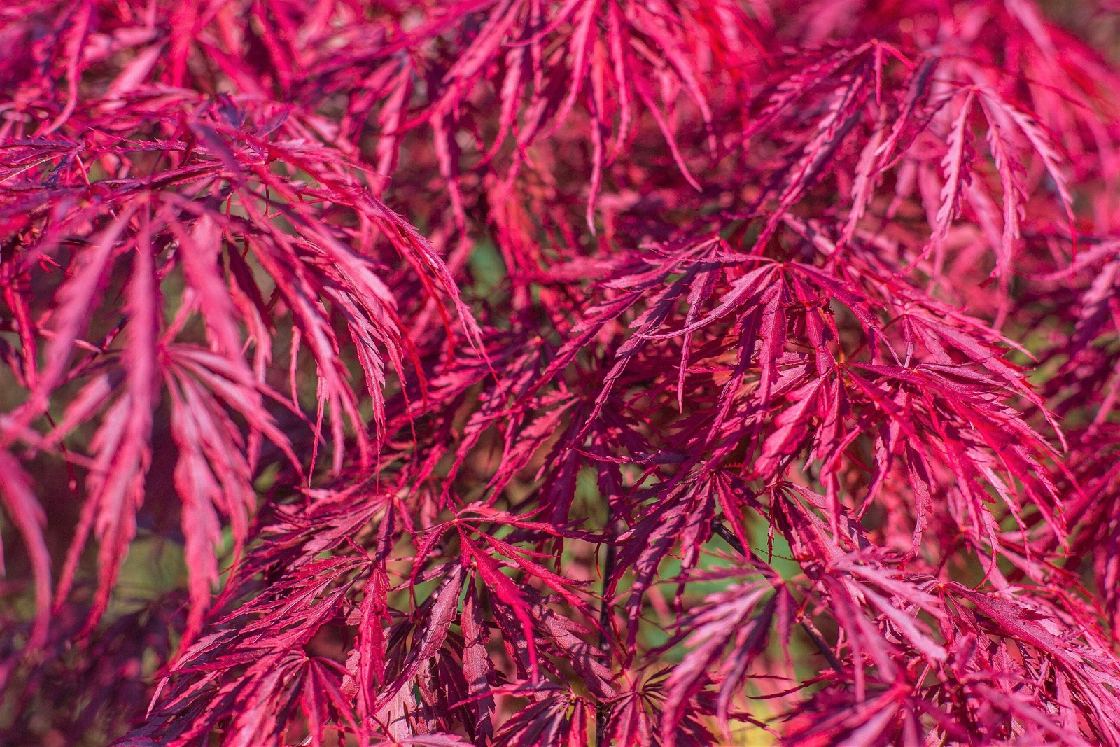 10 Red Dwarf Japanese LACELEAF MAPLE Tree Acer Palmatum Atropurpureum Seeds